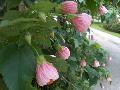 Chinese Lantern